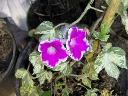 fotografii Morning Glory și specii, de plantare și de îngrijire în câmp deschis