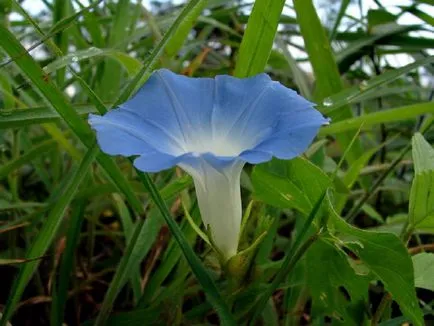 fotografii Morning Glory și specii, de plantare și de îngrijire în câmp deschis