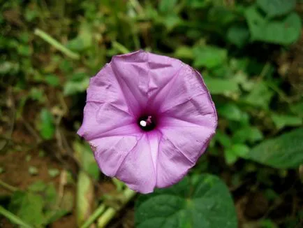 Morning Glory fotók és fajok ültetési és gondozási szabadföldön