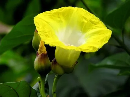 fotografii Morning Glory și specii, de plantare și de îngrijire în câmp deschis