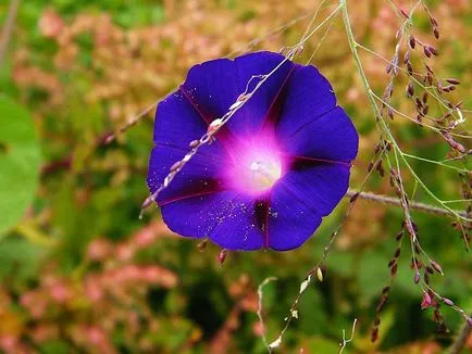 fotografii Morning Glory și specii, de plantare și de îngrijire în câmp deschis