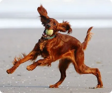 Setter irlandez, fotografii setter irlandez