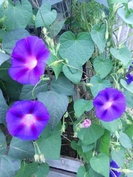 Morning Glory в озеленяването на вашата градина