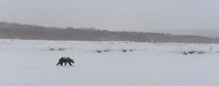 A történet egy medve-rúd