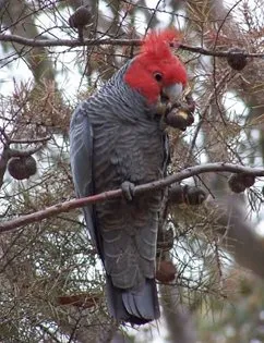 Какаду, видове папагали, животни и скали