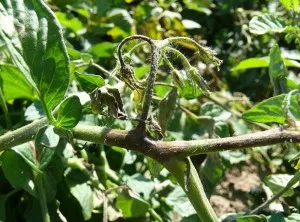 Cum de a lupta Phytophthora la tomate în sere moduri