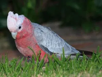 Kakadu, papagáj fajok, állatok és kövek