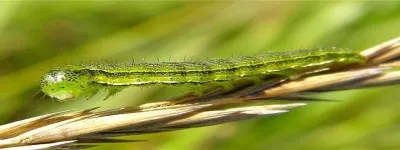 Hogyan kell kezelni a webworm - zemlyakoff, növényvédelem