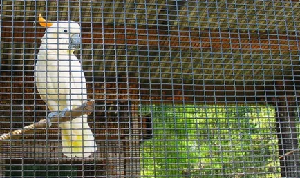 Kakadu, papagáj fajok, állatok és kövek