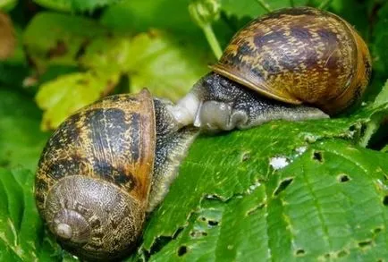 Hogyan küzdjünk a csigák a kertben, a hazafelé