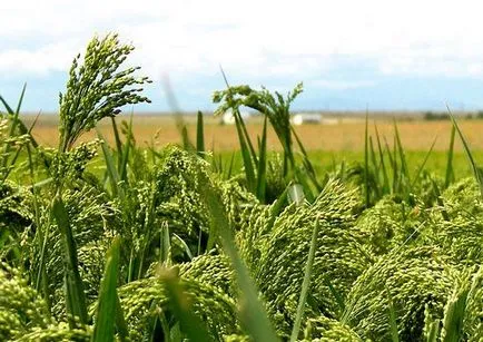 З якого злаку роблять пшоно корисні властивості продукту, ls