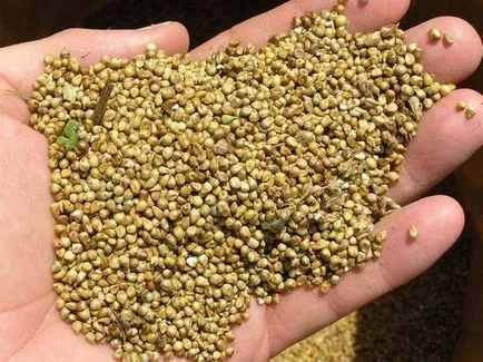 З якого злаку роблять пшоно корисні властивості продукту, ls