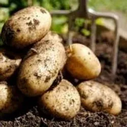 Врожайність картоплі в різних зонах - agroxxi (agroxxi) Врожайність картоплі в різних зонах - agroxxi