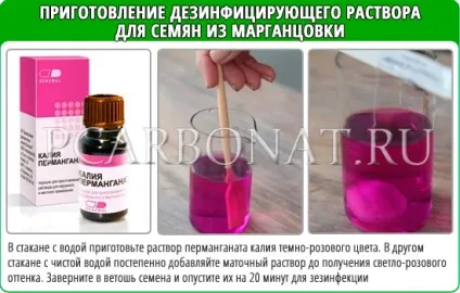 Успішне вирощування петунії з насіння в домашніх умовах (умовах) Успішне вирощування петунії з насіння в домашніх умовах