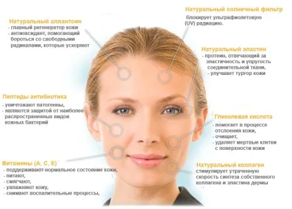 Равлики Ахатина в косметології маска для обличчя, масаж (Ахатина) Равлики Ахатина в косметології маска для обличчя, масаж