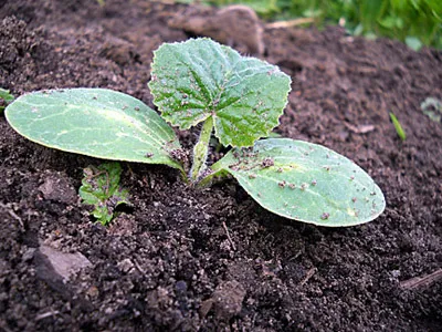 Hogyan cukkini tolerálja transzplantáció lehet termeszteni palánta