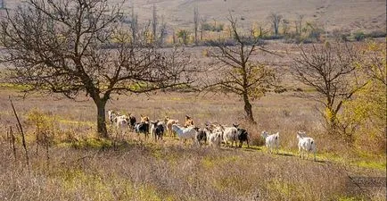 Като пътувахме до Крим