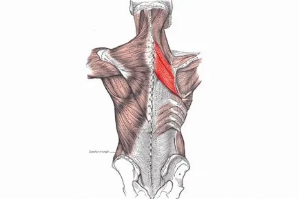 Как да се изгради ромбовиден мускулите на гърба