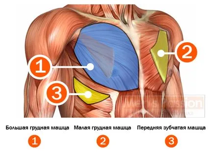 Как да се изгради мощна гърдите, мъжки страст