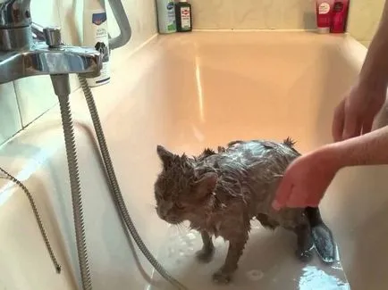Как да се къпе котка, как да се мият коте за първи път