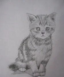 Hogyan kell felhívni a cica vagy macska ceruza szakaszában - képek és rajzok az asztalra ingyen