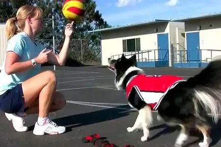 Hogyan kell tanítani a kutyát, hogy kosárlabdázni