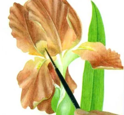 Hogyan kell felhívni tulipán akvarell szakaszaiban