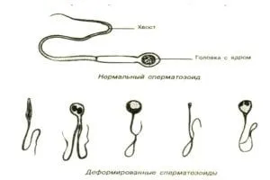 Як нікотин впливає на потенцію
