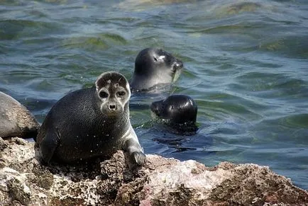 Ce animal se găsește doar în Lacul Baikal