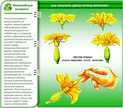 Какъв вид краставица е по-добре за открит терен