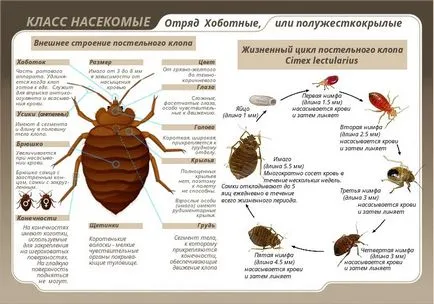 Cum să se mute ploșnițelor de acasă