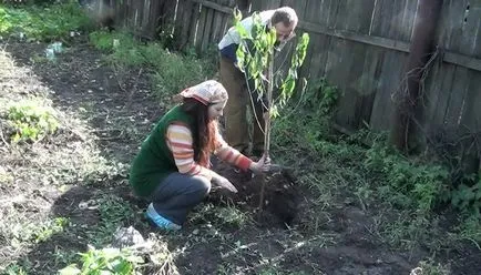 Cum să planteze o piersică de plantare gropi de piersici în toamna și primăvara (cu fotografii și video)