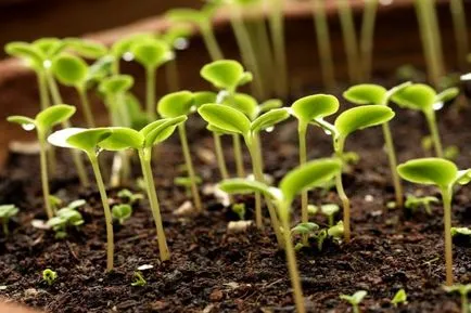 Cum de a planta de primăvară Clematis corect (răsaduri și semințe), foto și video