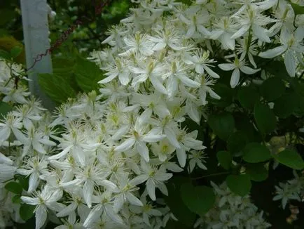 Cum de a planta de primăvară Clematis corect (răsaduri și semințe), foto și video