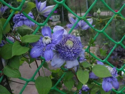 Cum de a planta de primăvară Clematis corect (răsaduri și semințe), foto și video