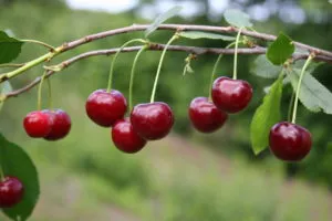 Cum să planteze o livadă în țară și zona, sfaturi cu privire la pomi fructiferi în creștere