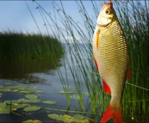 Как да хванете златна рибка 