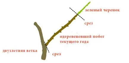 Как да се намали джоланите - хижа