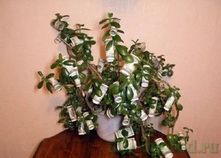 Как да засадим дърво пари в къщата имахме пари