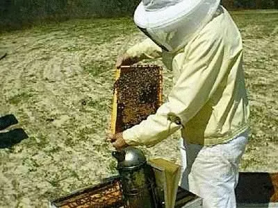 Как да изберем пчели пчелин
