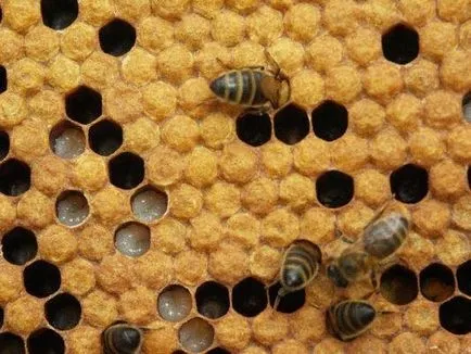 Hogyan válasszuk ki a méhek a méhészet