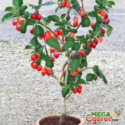 Cum să crească și să aibă grijă de tomate copac tsifomandra