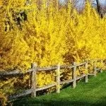 Догляд за форзиція полив, підживлення, обрізка, день дачника (полив) Догляд за форзиція полив, підживлення, обрізка, день дачника