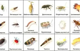 У хлорофітума сохнуть кінчики листя