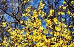 Догляд за форзиція полив, підживлення, обрізка, день дачника (обрізка) Догляд за форзиція полив, підживлення, обрізка, день дачника