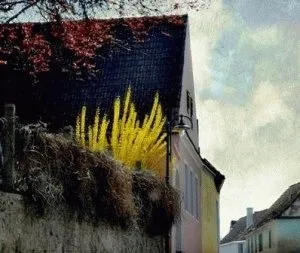 Догляд за форзиція полив, підживлення, обрізка, день дачника (полив) Догляд за форзиція полив, підживлення, обрізка, день дачника