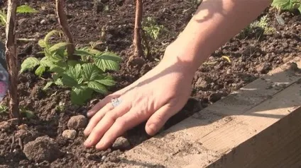 Догляд за малиною посадка, осіння обрізка і розмноження (малиною) Догляд за малиною посадка, осіння обрізка і розмноження