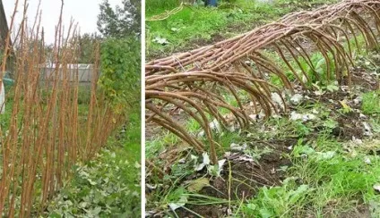 Догляд за малиною посадка, осіння обрізка і розмноження (догляд) Догляд за малиною посадка, осіння обрізка і розмноження