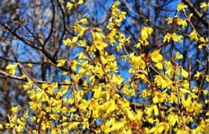 Догляд за форзиція полив, підживлення, обрізка, день дачника (форзиція) Догляд за форзиція полив, підживлення, обрізка, день дачника