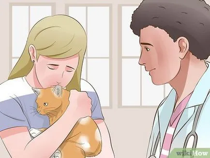 Cum să efectueze CPR pisica